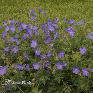 'Johnson's Blue' Geranium