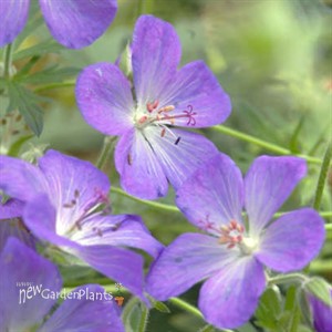 'Johnson's Blue' Geranium
