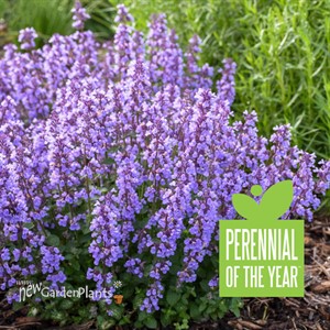 'Cat's Pajamas' Catmint Nepeta hybrid