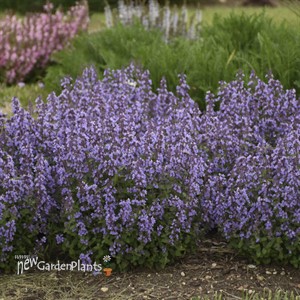 'Cat's Pajamas' Catmint Nepeta hybrid