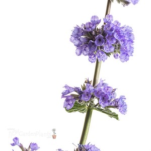 'Cat's Pajamas' Catmint Nepeta hybrid