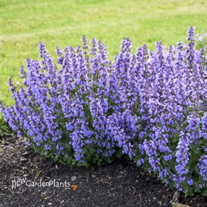'Cat's Pajamas' Catmint Nepeta hybrid
