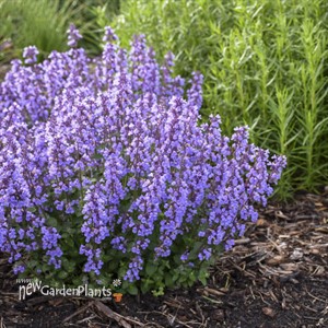 'Cat's Pajamas' Catmint Nepeta hybrid
