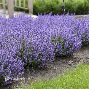 'Cat's Pajamas' Catmint Nepeta hybrid