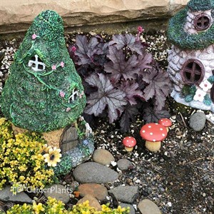 Heucherella ‘Indigo Frost’