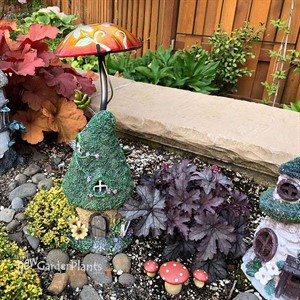 Heucherella ‘Indigo Frost’