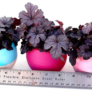 Heucherella ‘Indigo Frost’