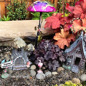 Heucherella ‘Indigo Frost’