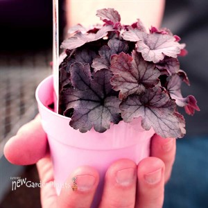 Heucherella ‘Indigo Frost’
