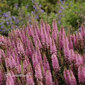 'Giles van Hees' Veronica