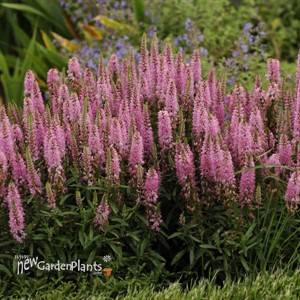 'Giles van Hees' Veronica