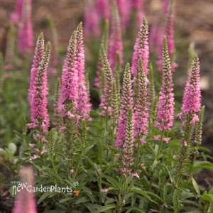 'Giles van Hees' Veronica