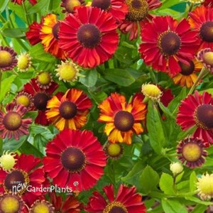 'Hot Lava' Sneezeweed