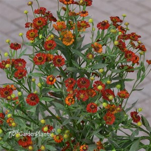'Hot Lava' Sneezeweed
