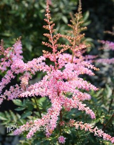 Astilbe s. 'Hennie Graafland'