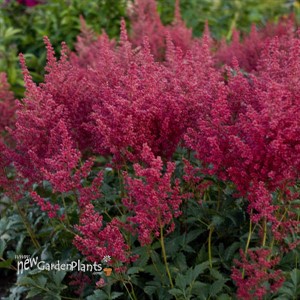 Astilbe 'Montgomery'