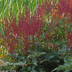 Astilbe 'Montgomery'