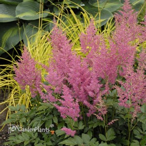 Astilbe 'Rheinland'