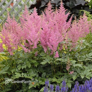Astilbe 'Rheinland'