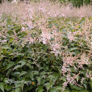 Astilbe 'Sprite'