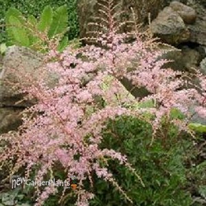 Astilbe 'Sprite'