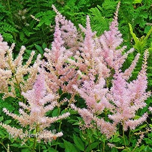 Astilbe 'Sprite'