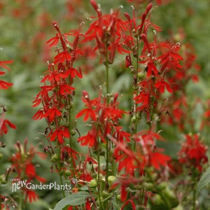 Lobelia cardinalis