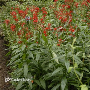 Lobelia cardinalis
