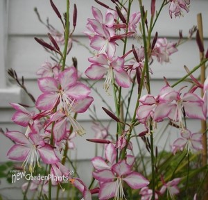 Gaura Rosy Jane
