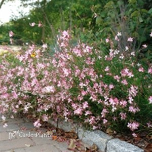 Gaura Rosy Jane