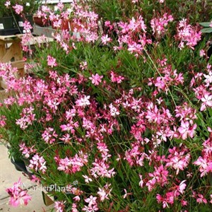 Gaura Rosy Jane