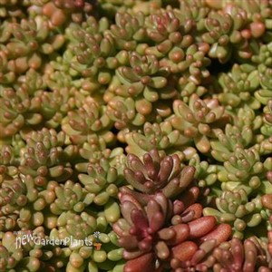 Coral Carpet Sedum