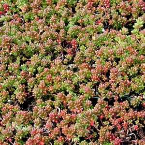 Coral Carpet Sedum