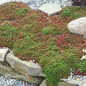 Coral Carpet Sedum
