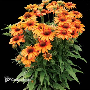 Echinacea PRIMA Saffron