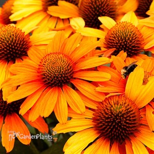 Echinacea PRIMA Saffron
