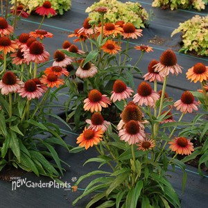 Echinacea PRIMA Saffron