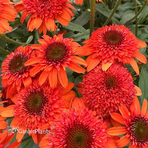 Echinacea ‘Moab Sunset’