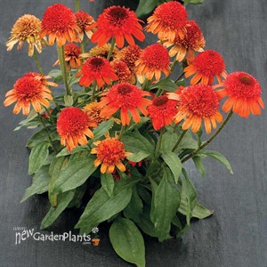 Echinacea ‘Moab Sunset’