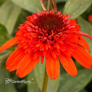 Echinacea ‘Moab Sunset’