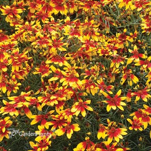 Coreopsis ‘Lightning Bug’