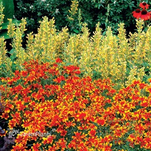 Coreopsis ‘Lightning Bug’