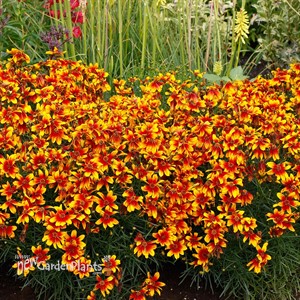 Coreopsis ‘Lightning Bug’