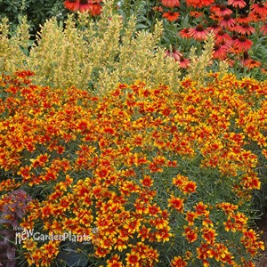 Coreopsis ‘Lightning Bug’