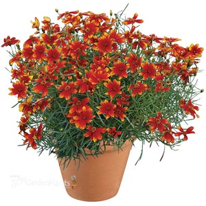 Coreopsis ‘Lightning Bug’