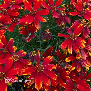 Coreopsis ‘Lightning Bug’