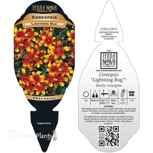 Coreopsis ‘Lightning Bug’
