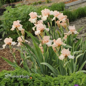 Iris 'Beverly Sills'