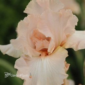Iris 'Beverly Sills'