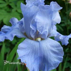 Blue Sapphire Iris